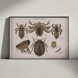 Snyltere 1890 - Zoologi