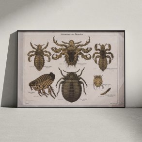 Snyltere 1890 - Zoologi