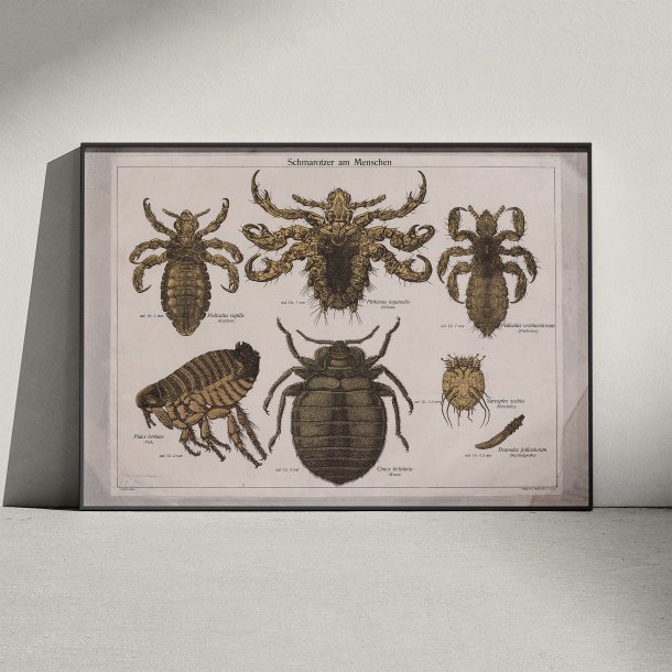 Snyltere 1890 - Zoologi