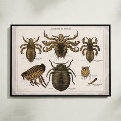 Snyltere 1890 - Zoologi