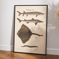 Fisketavle VII 1939 - Zoologi