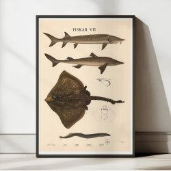 Fisketavle VII 1939 - Zoologi