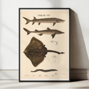 Fisketavle VII 1939 - Zoologi