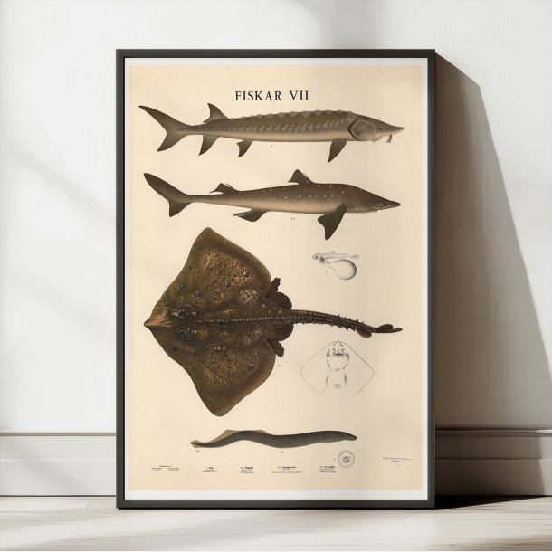 Fisketavle VII 1939 - Zoologi