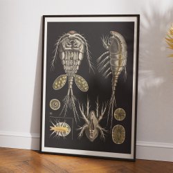 Vandloppe 1910 - Zoologi