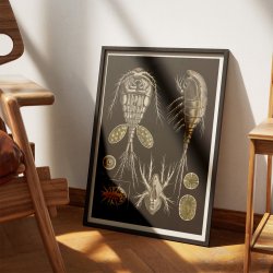 Vandloppe 1910 - Zoologi