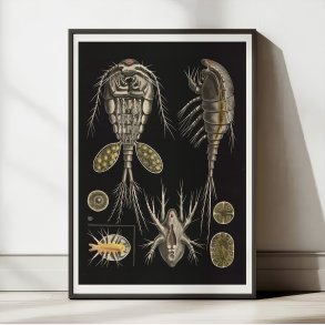 Vandloppe 1910 - Zoologi