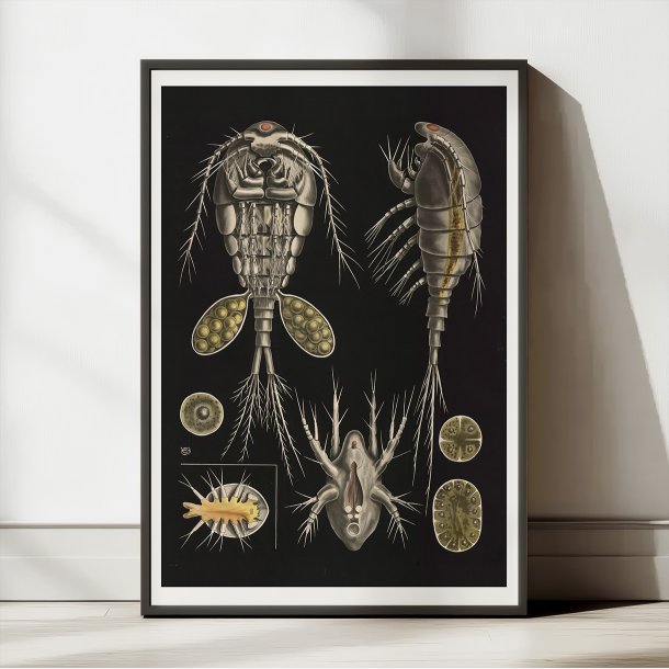 Vandloppe 1910 - Zoologi