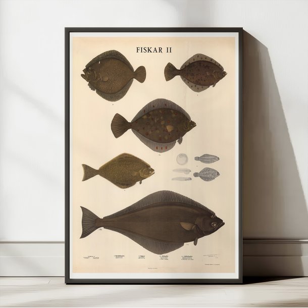 Fisketavle II 1939 - Zoologi