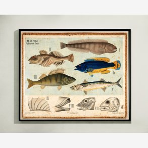 Pigfinnede fisk 1881 - Biologi - 67x55 cm