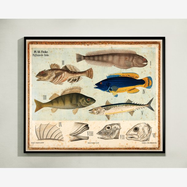 Pigfinnede fisk 1881 - Biologi - 67x55 cm