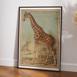 Giraf 1888 - Zoologi