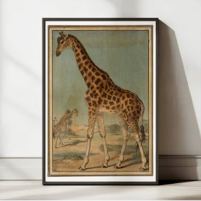 Giraf 1888 - Zoologi