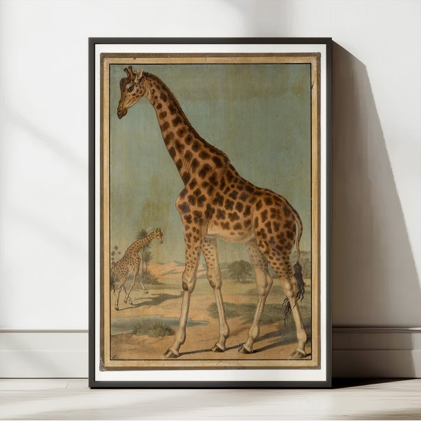 Giraf 1888 - Zoologi