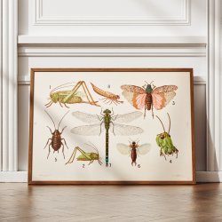 Insekttavle II 1911 - Zoologi