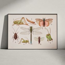 Insekttavle II 1911 - Zoologi