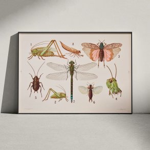 Insekttavle II 1911 - Zoologi