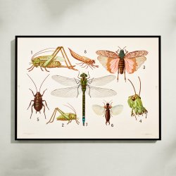 Insekttavle II 1911 - Zoologi