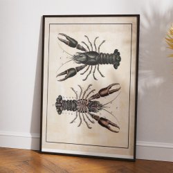 Flodkrebs 1888 - Biologi