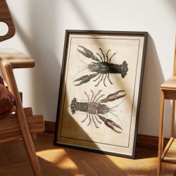 Flodkrebs 1888 - Biologi