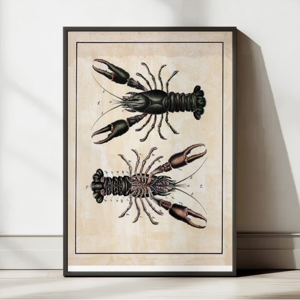 Flodkrebs 1888 - Biologi