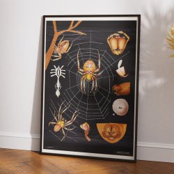 Korsedderkop 1910 - Zoologi