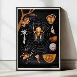 Korsedderkop 1910 - Zoologi