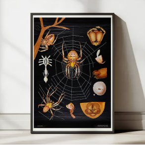 Korsedderkop 1910 - Zoologi