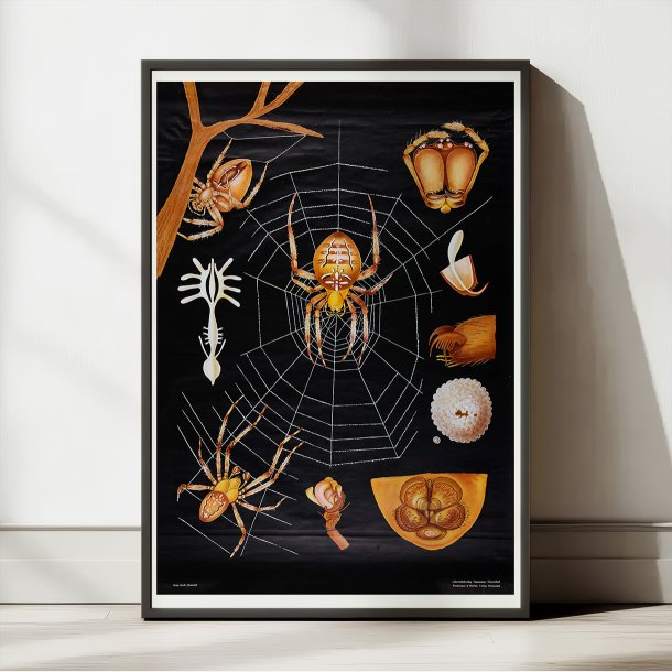 Korsedderkop 1910 - Zoologi