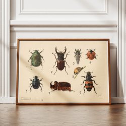 Biller I 1922 - Insekttavle