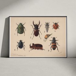 Biller I 1922 - Insekttavle