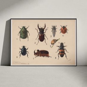 Biller I 1922 - Insekttavle