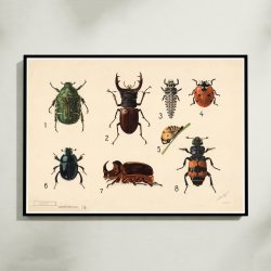 Biller I 1922 - Insekttavle