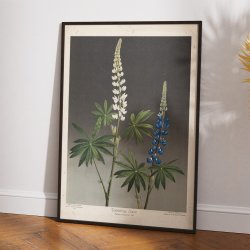 Hvid og bl lupin 1910 - Botanik