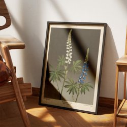 Hvid og bl lupin 1910 - Botanik