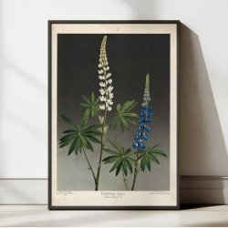 Hvid og bl lupin 1910 - Botanik