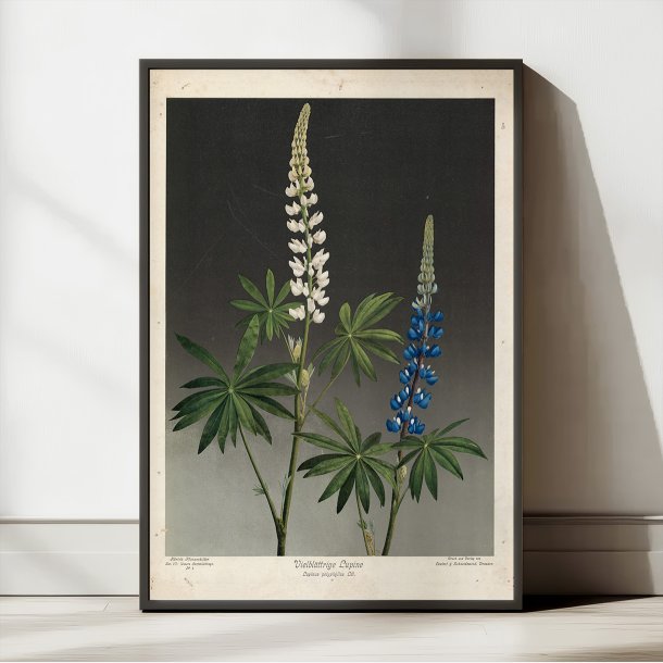 Hvid og bl lupin 1910 - Botanik