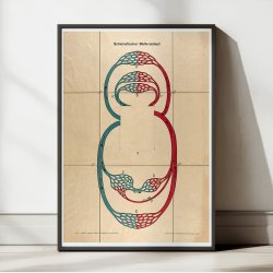 Blodkredslbet 1910 - Anatomi