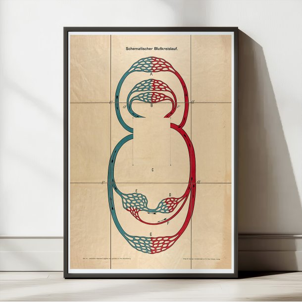 Blodkredslbet 1910 - Anatomi