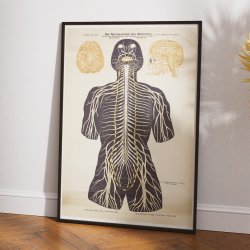 Nervesystemet 1911 - Biologi