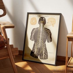 Nervesystemet 1911 - Biologi