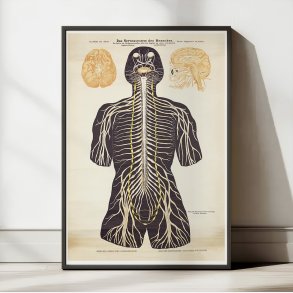 Nervesystemet 1911 - Biologi