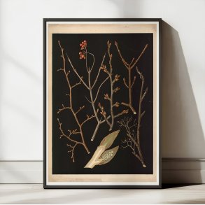 Trer & buske i vinterdragt 1914 - Botanik