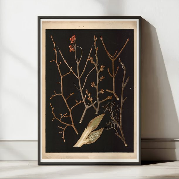 Trer &amp; buske i vinterdragt 1914 - Botanik