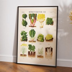 Kkkenurter III 1936 - Botanik