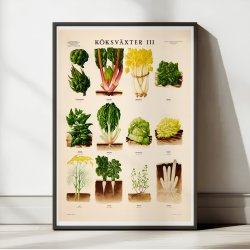 Kkkenurter III 1936 - Botanik