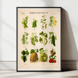 Kkkenurter IV 1936 - Botanik