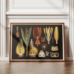 Havetulipan 1909 - Botanik