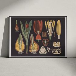 Havetulipan 1909 - Botanik