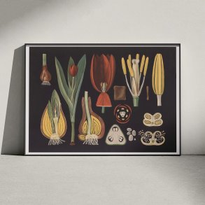 Havetulipan 1909 - Botanik